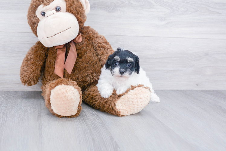 Cute Maltipoo Baby