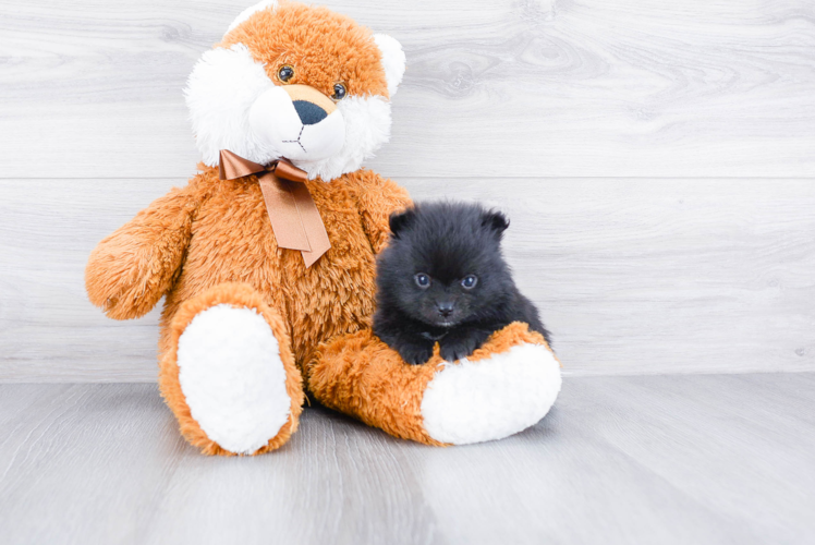 Pomeranian Pup Being Cute