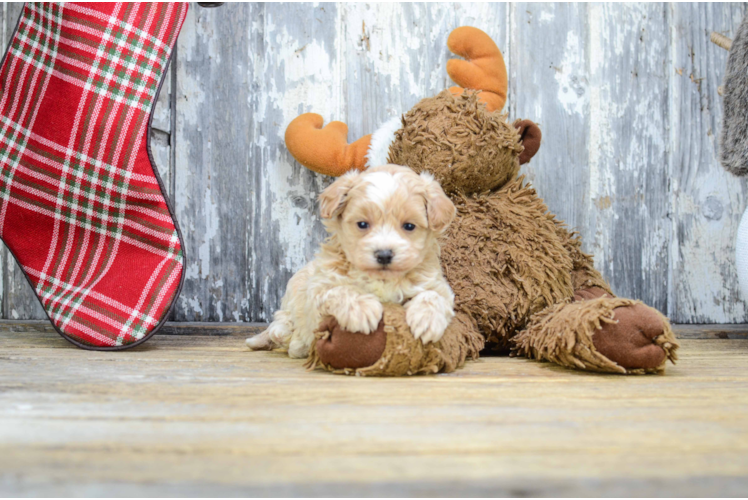 Fluffy Maltipoo Poodle Mix Pup