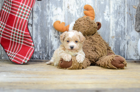 Fluffy Maltipoo Poodle Mix Pup