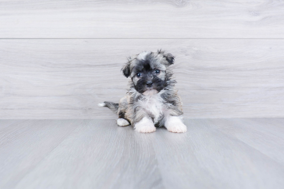 Havanese Puppy for Adoption