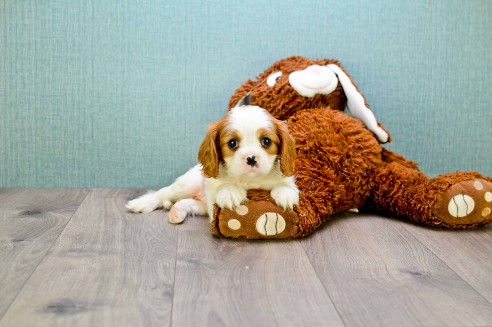 Friendly Cavalier King Charles Spaniel Purebred Pup