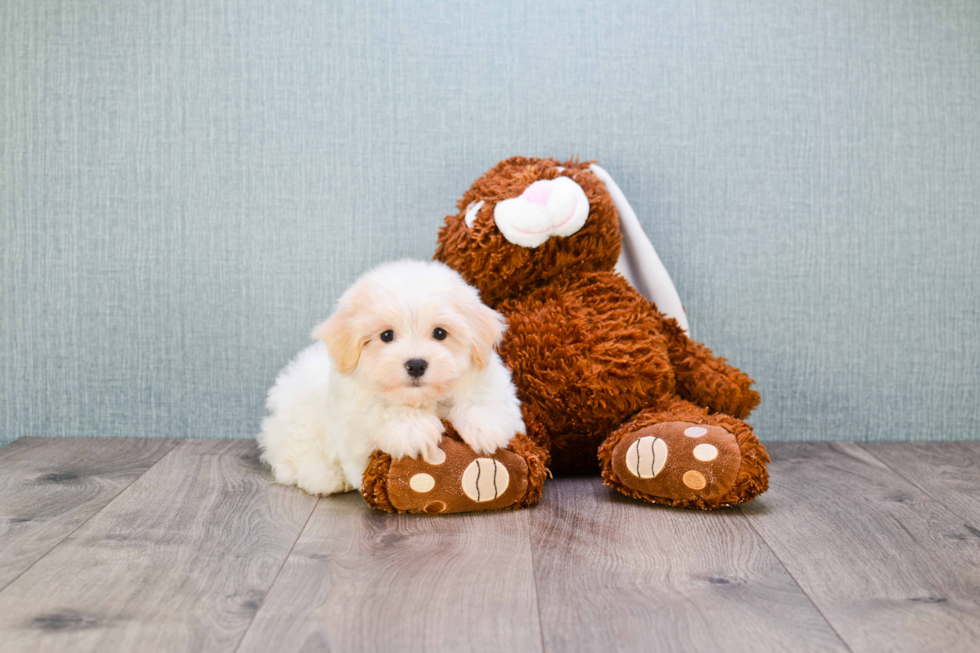 Hypoallergenic Havanese Baby