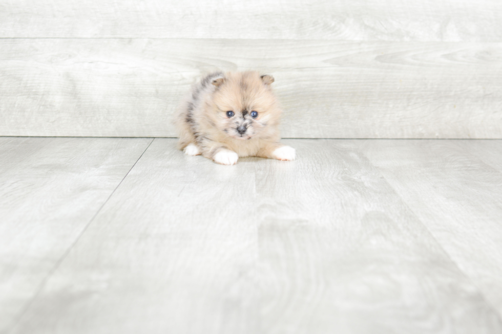 Adorable Pomeranian Purebred Puppy