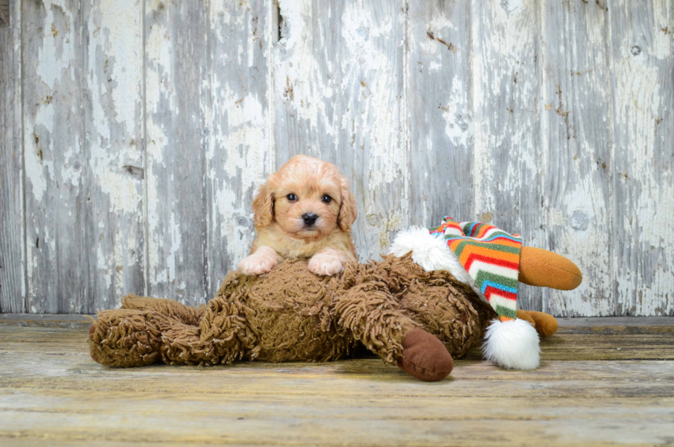 Best Cavapoo Baby