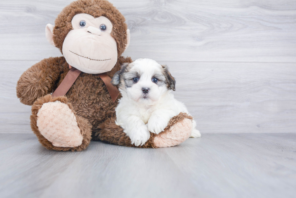 Teddy Bear Pup Being Cute