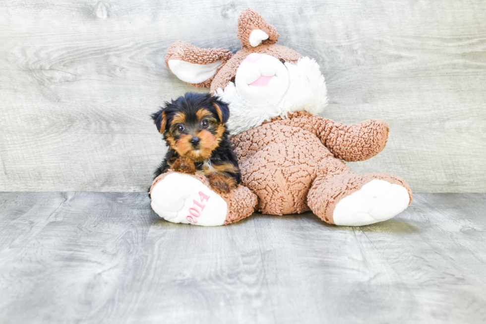 Meet Jeremy - our Yorkshire Terrier Puppy Photo 