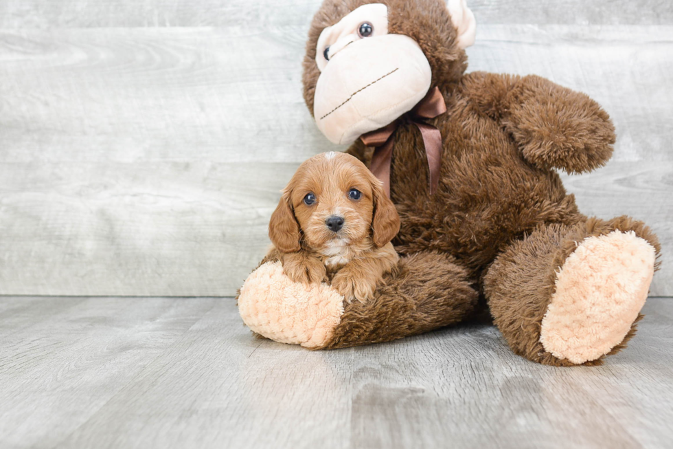 Popular Cavapoo Poodle Mix Pup