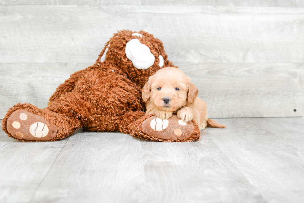 Best Mini Goldendoodle Baby