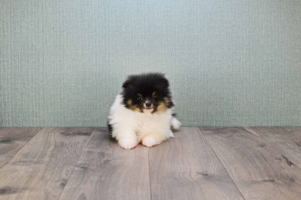 Little Pomeranian Purebred Pup