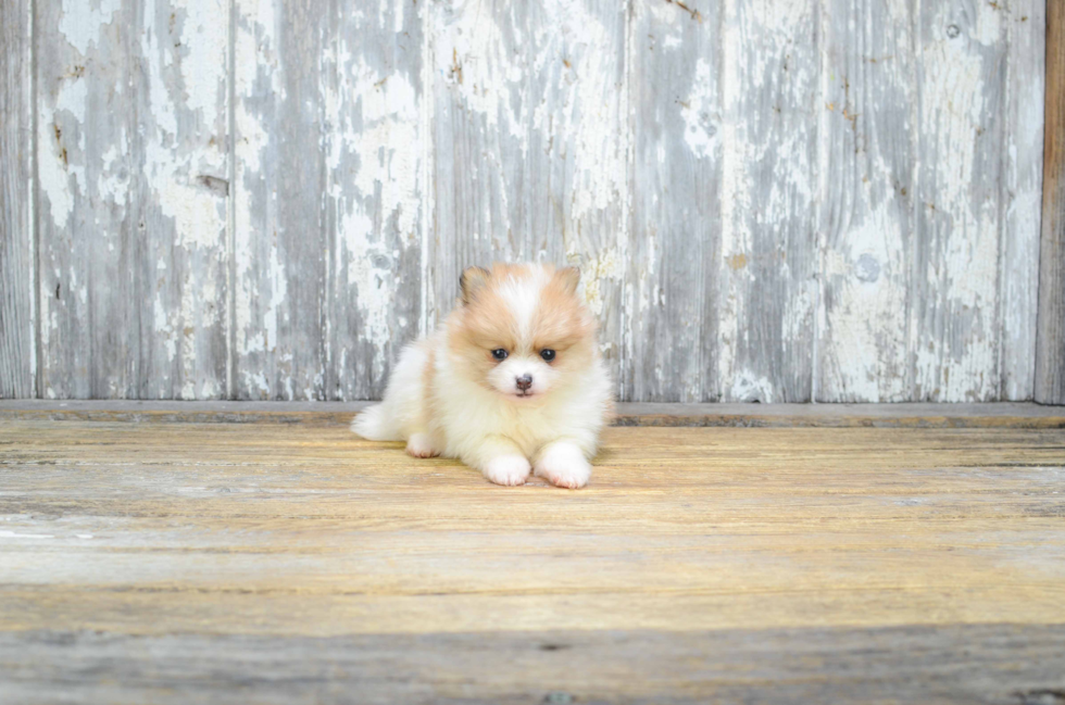 Best Pomeranian Baby