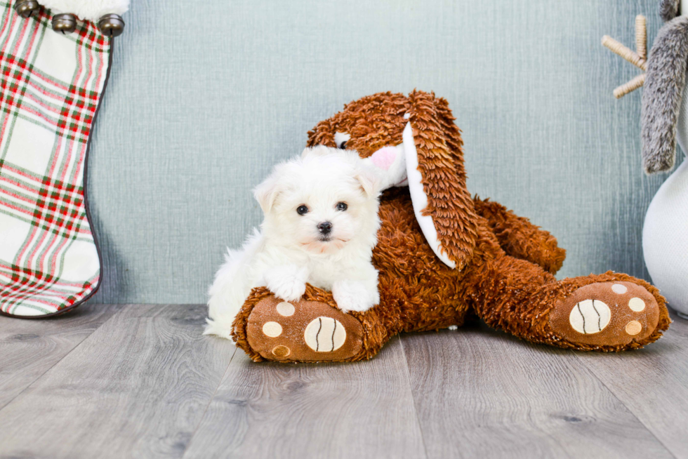 Friendly Maltipoo Baby