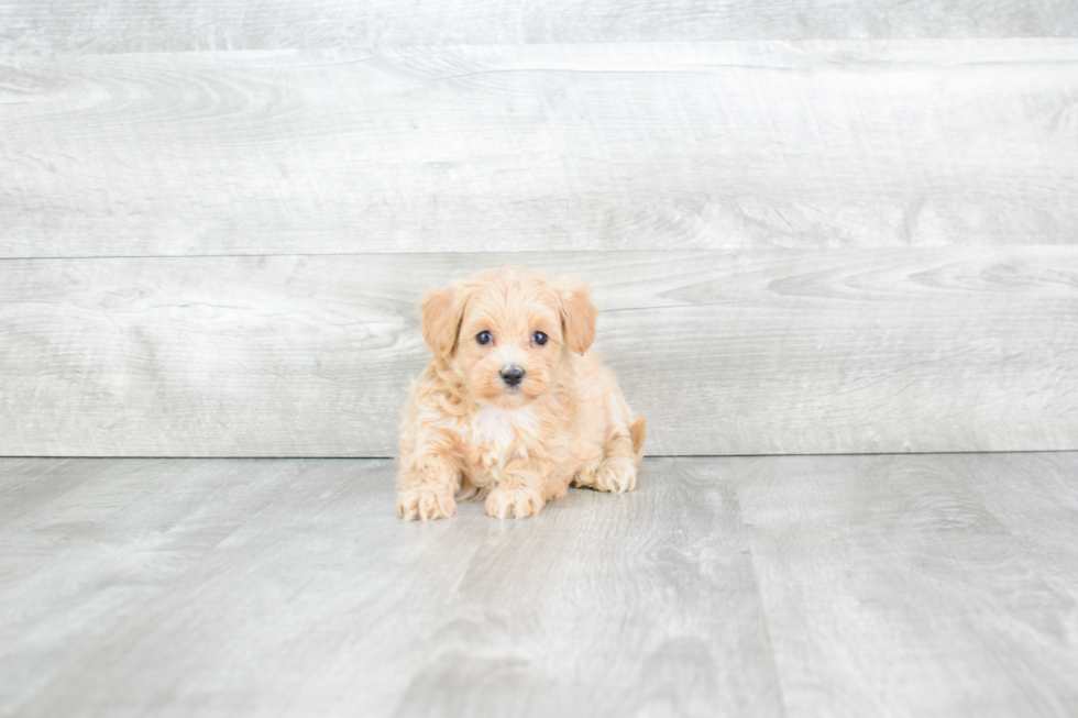 Popular Maltipoo Poodle Mix Pup