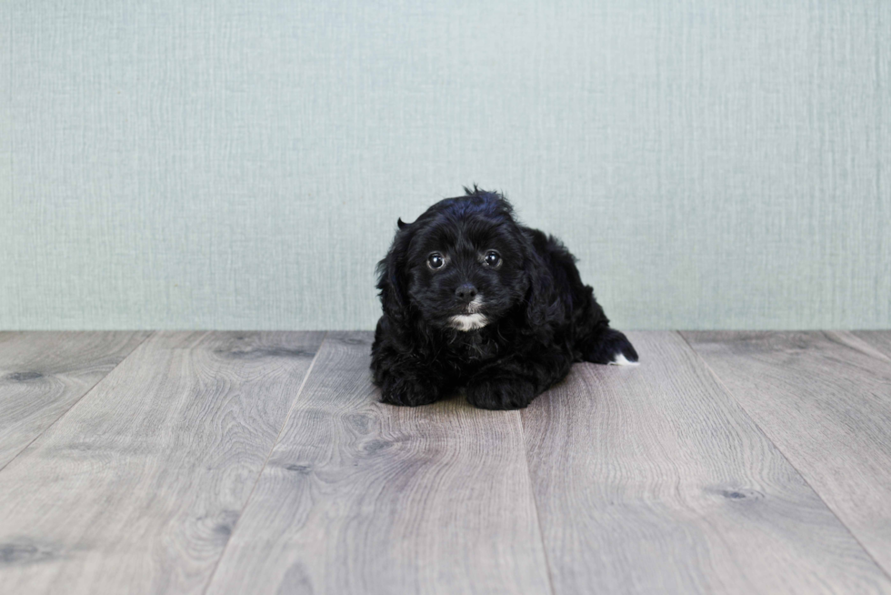 Adorable Cavoodle Poodle Mix Puppy