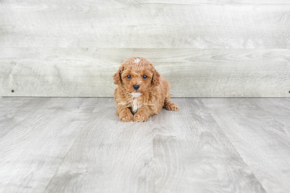 Happy Cavapoo Baby