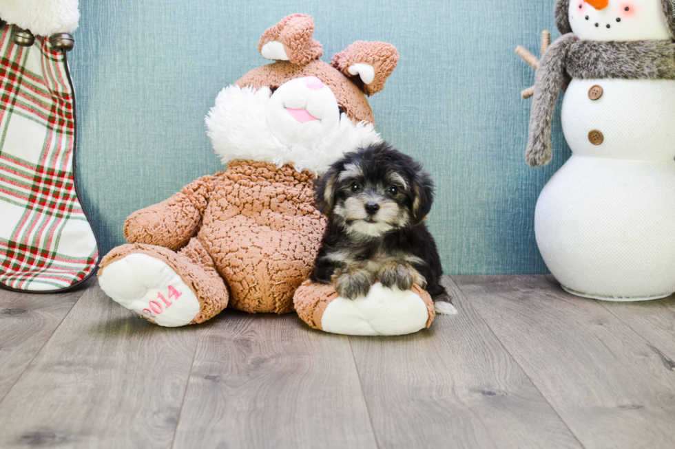 Adorable Yorkie Designer Puppy