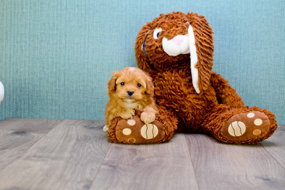 Cavapoo Pup Being Cute