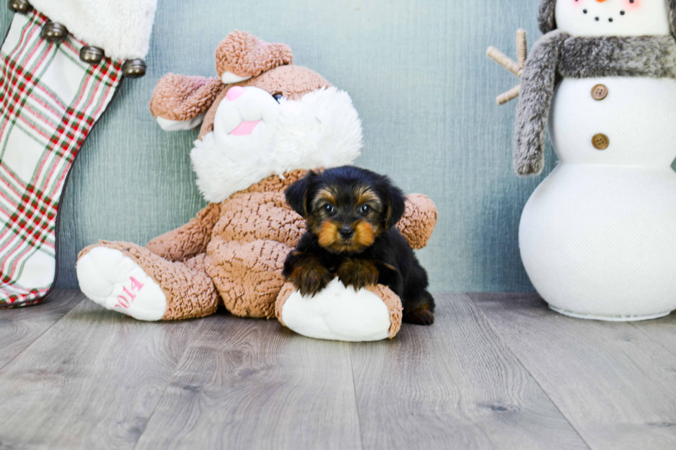 Meet Timmy - our Yorkshire Terrier Puppy Photo 