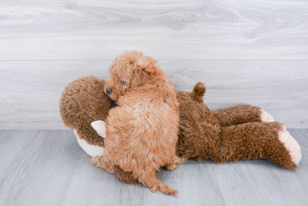 Mini Goldendoodle Pup Being Cute