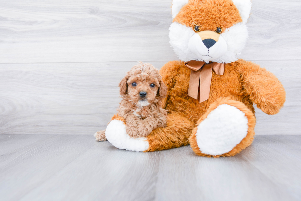 Petite Cockapoo Poodle Mix Pup