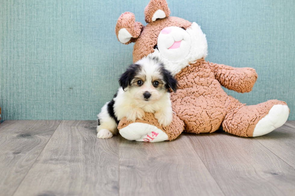 Morkie Pup Being Cute