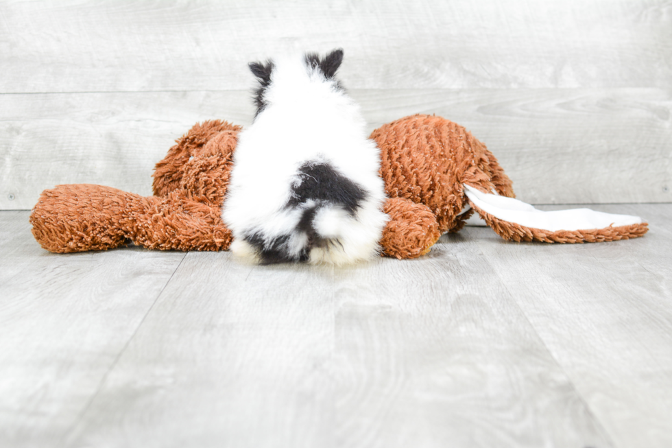 Playful Pomeranian Baby