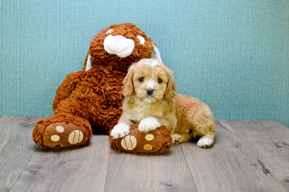 Best Cavapoo Baby