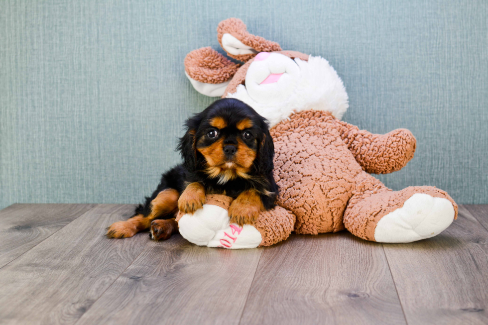 Cavalier King Charles Spaniel Puppy for Adoption