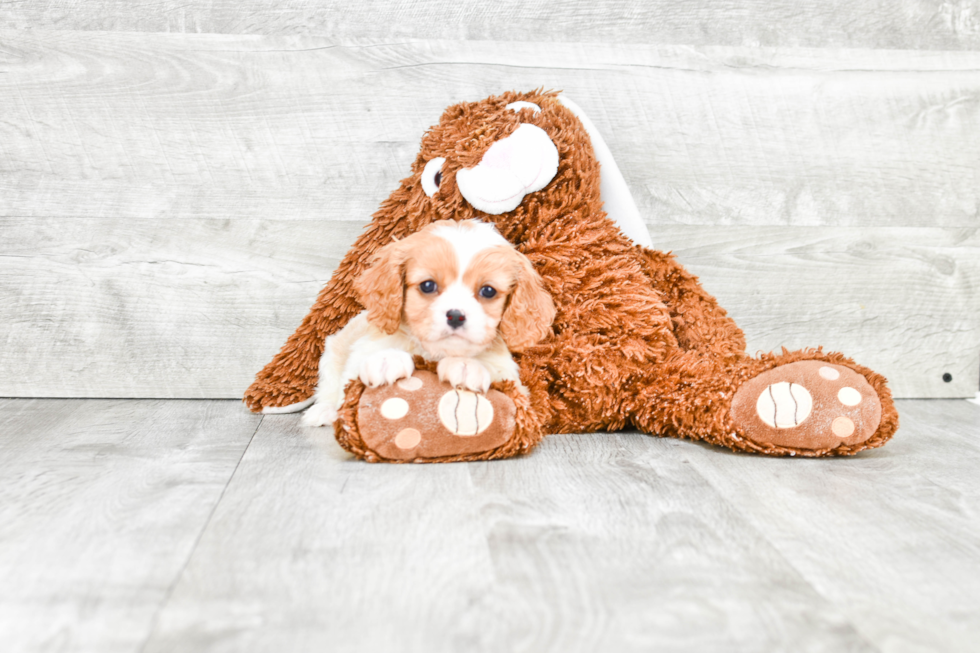 Cavachon Pup Being Cute