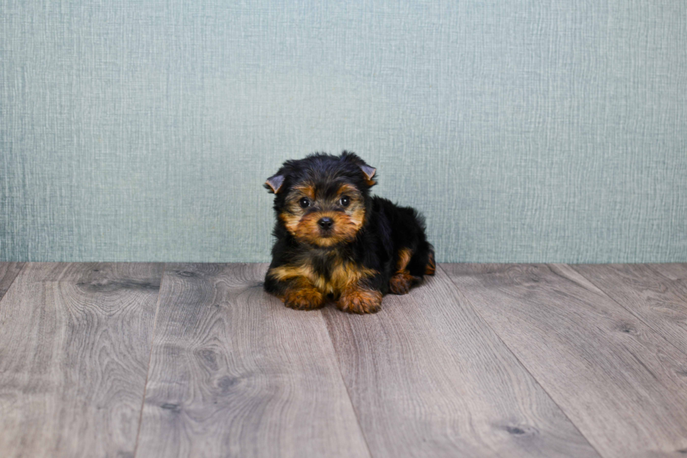 Meet Twinkle - our Yorkshire Terrier Puppy Photo 