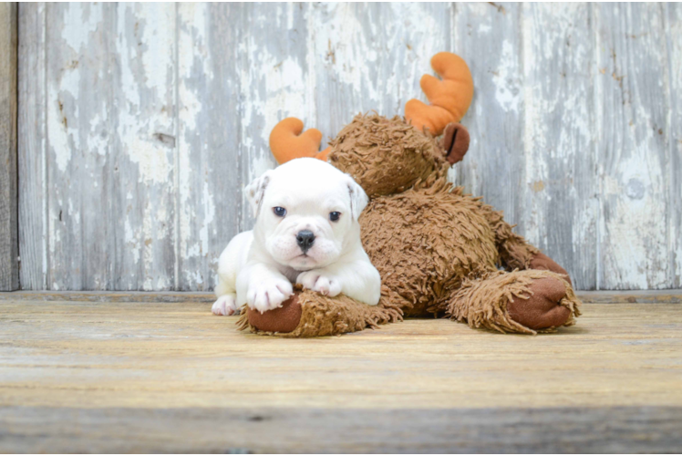 Cute English Bulldog Baby