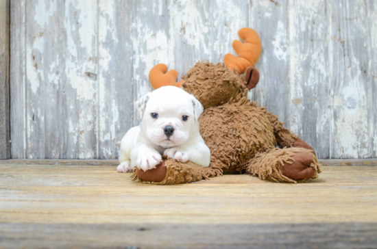 Cute English Bulldog Baby