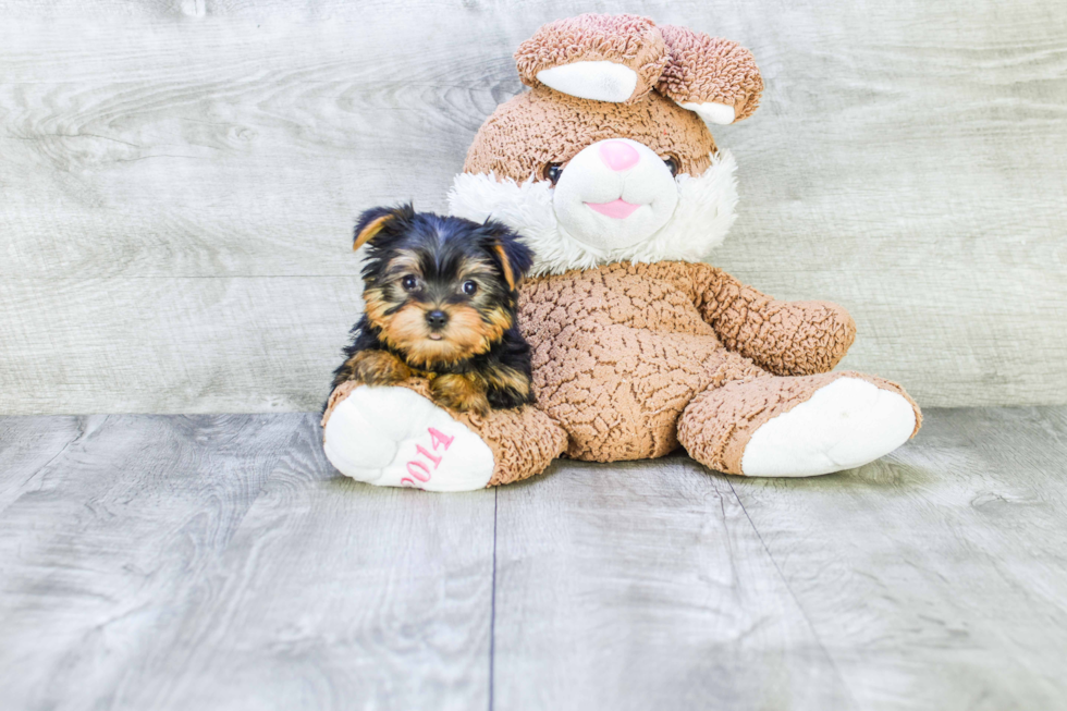 Meet Bella - our Yorkshire Terrier Puppy Photo 