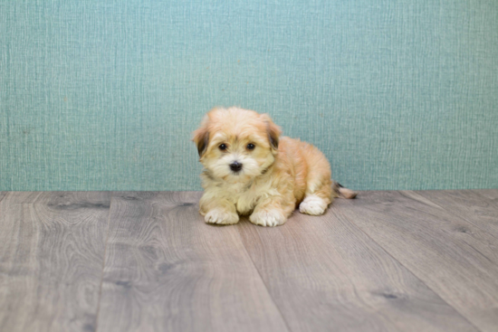 Morkie Puppy for Adoption