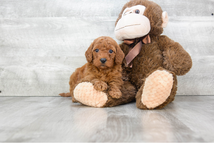 Sweet Mini Goldendoodle Baby