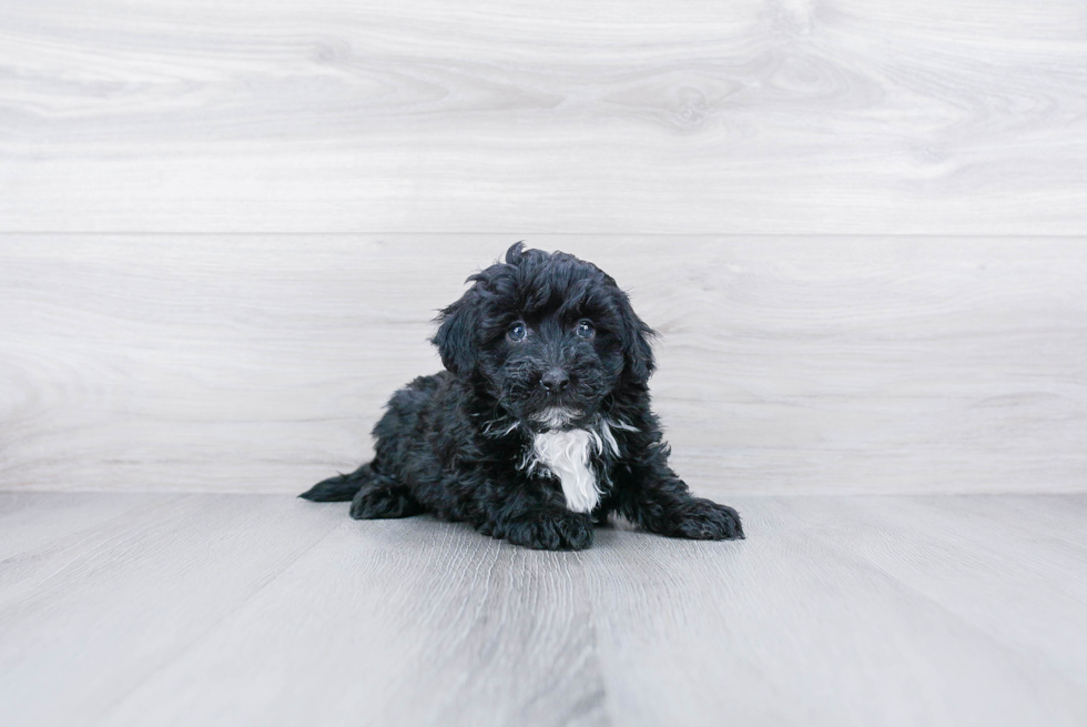 Popular Mini Sheepadoodle Poodle Mix Pup