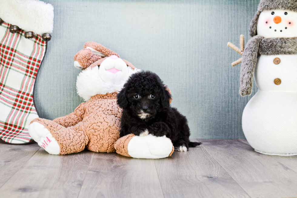 Popular Cavapoo Poodle Mix Pup