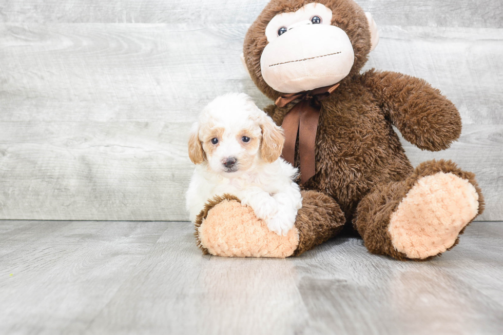 Popular Poodle Purebred Pup