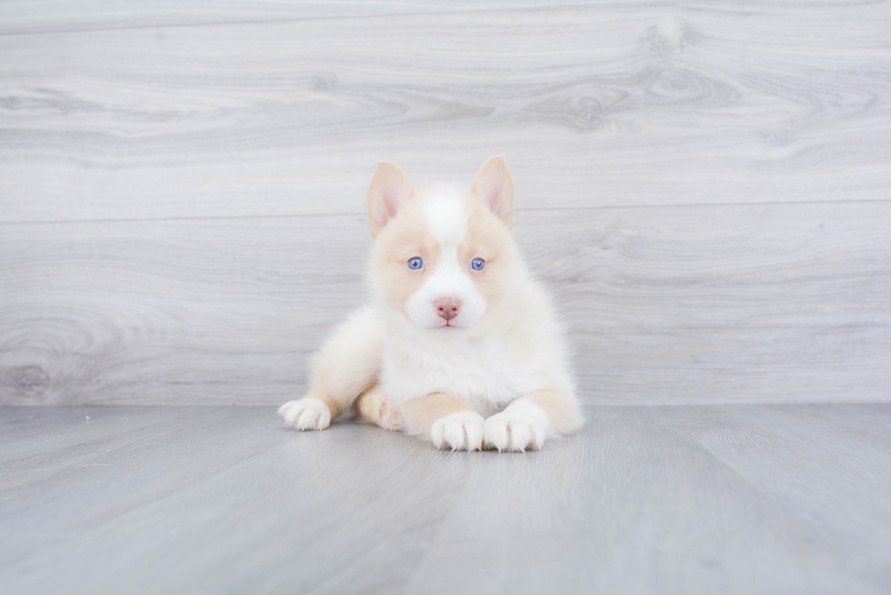 Funny Pomsky Designer Pup