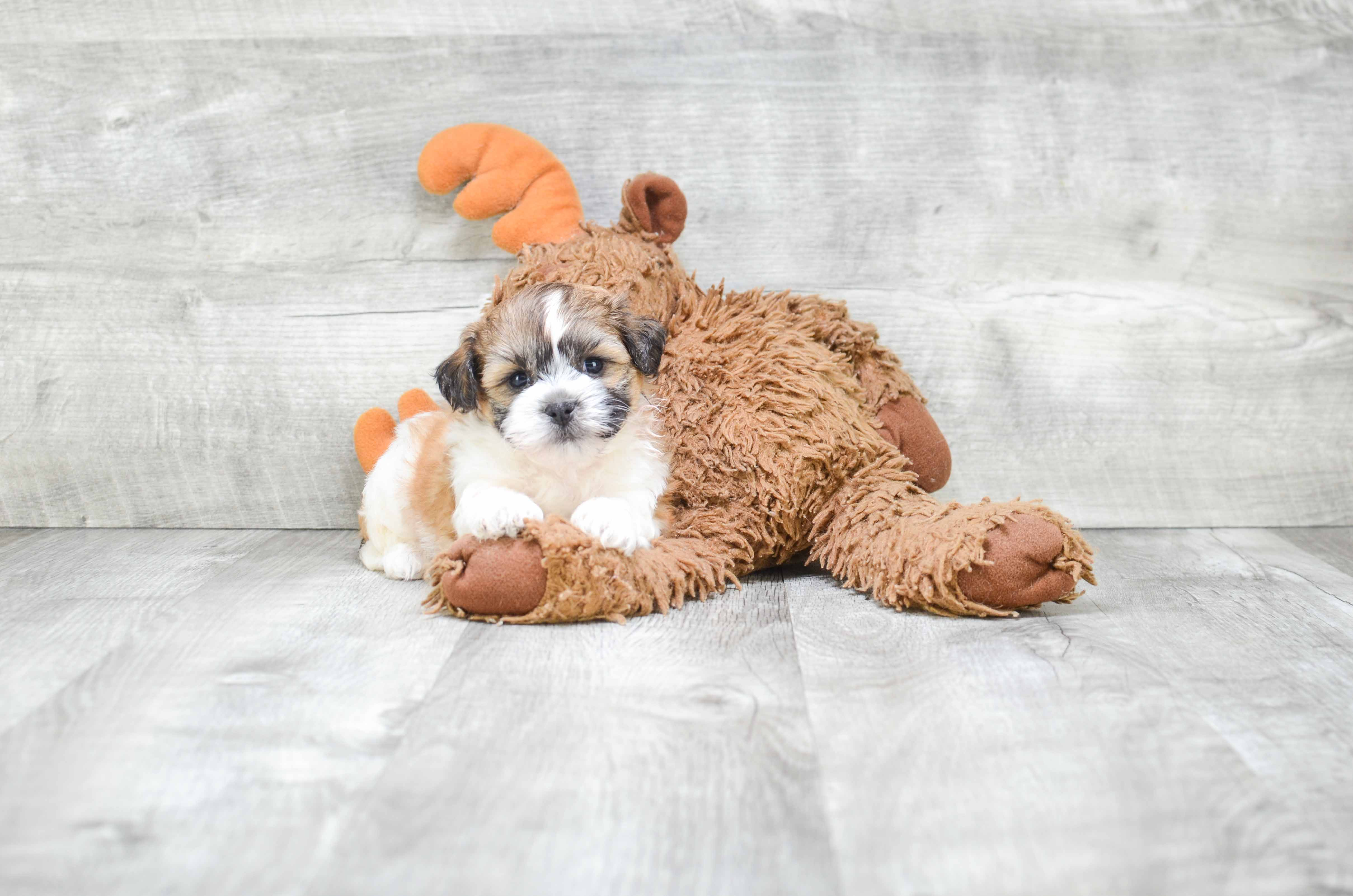 Teddy Bear Puppy for Adoption