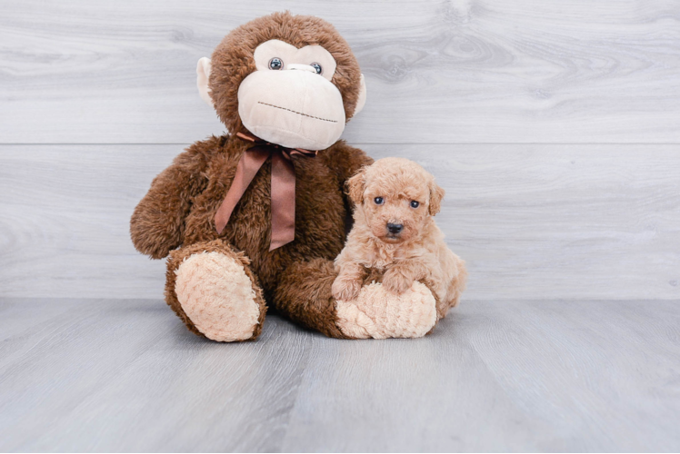 Little Golden Retriever Poodle Mix Puppy