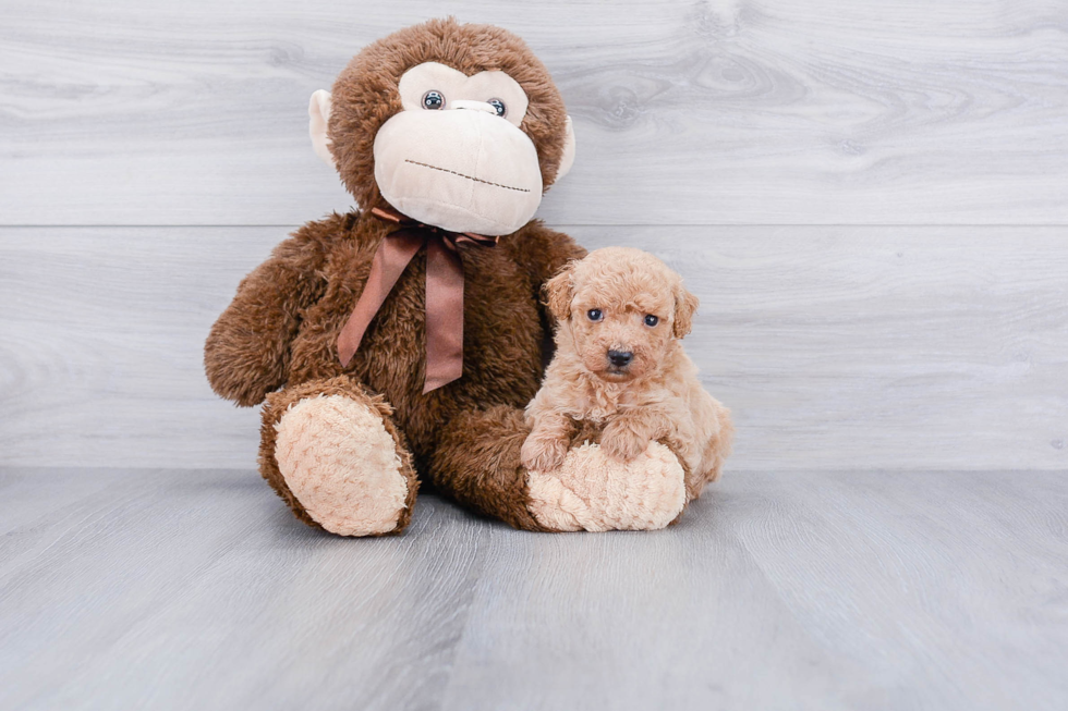 Little Golden Retriever Poodle Mix Puppy