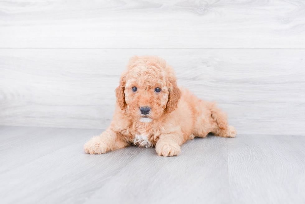 Petite Mini Goldendoodle Poodle Mix Pup