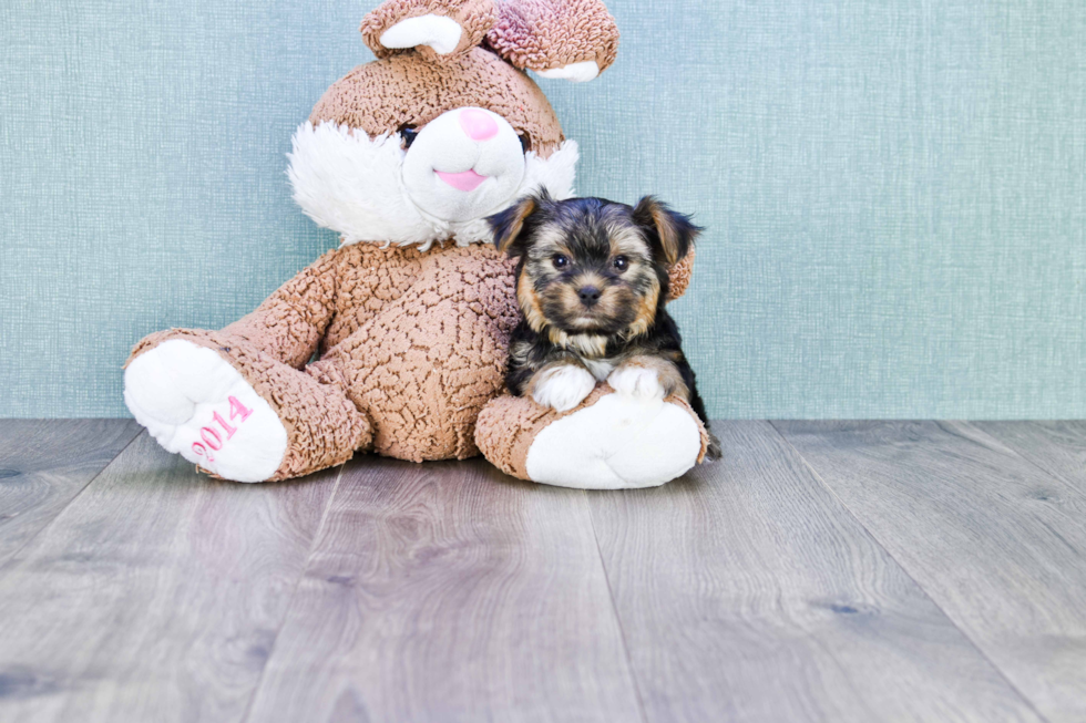 Meet Roscoe - our Yorkshire Terrier Puppy Photo 