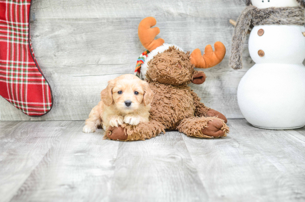 Petite Cavachon Designer Pup