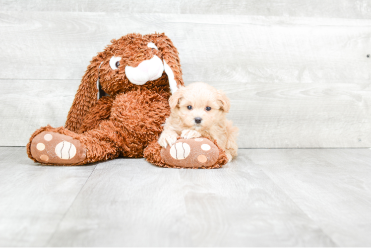 Cute Maltipoo Baby