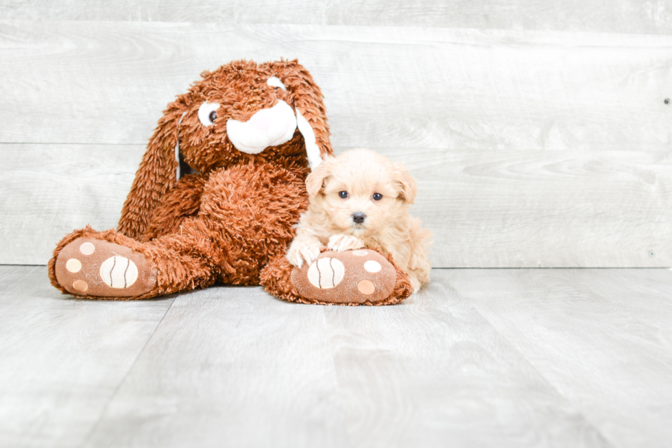 Cute Maltipoo Baby