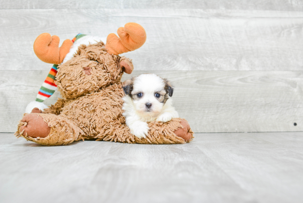 Cute Teddy Bear Baby