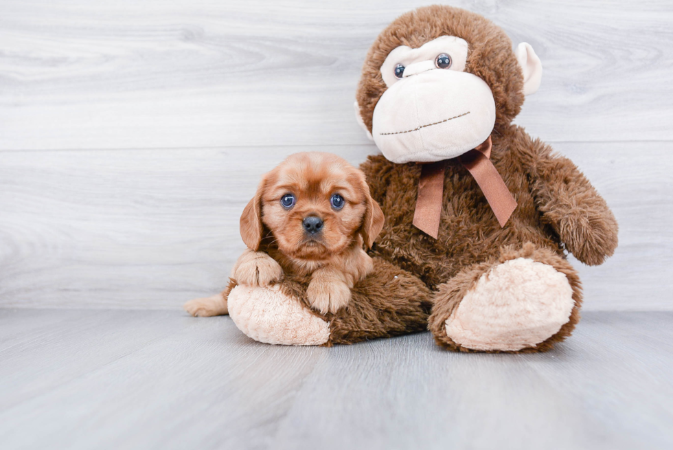 Best Cavalier King Charles Spaniel Baby
