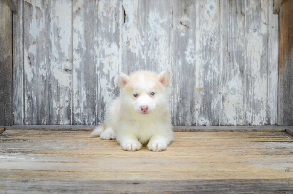 Pomsky Puppy for Adoption